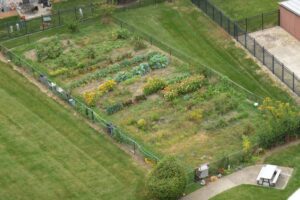 An aerial view of a fenced community garden with multiple rows of plants and vegetables, surrounded by mowed grass and some garden equipment.