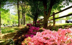 Pink and purple azaleas bloom along a shaded path lined with trees and a wooden fence, with a golf cart visible in the background.