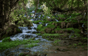 A small, multi-tiered waterfall flows through lush green moss and grass in a forested area with sunlight filtering through the trees.